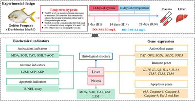 Frontiers | Long-term hypoxia and reoxygenation induced oxidative 